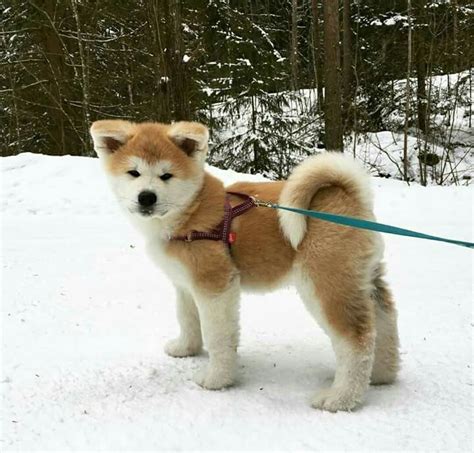 Japanese Akita puppy | Akita puppies, Akita dog, Akita inu puppy