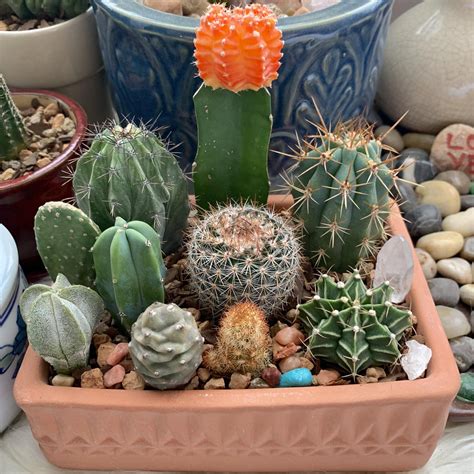 A little cactus arrangement I made♡ : r/cactus