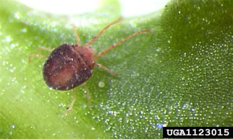 clover mite - Bryobia praetiosa Koch