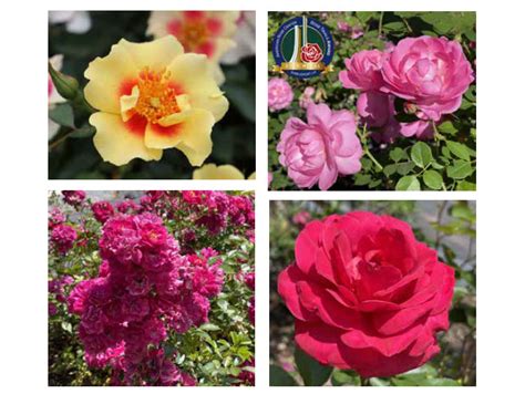 Check Out the Winners of the 2023 American Rose Society International Rose Trials - Perishable News