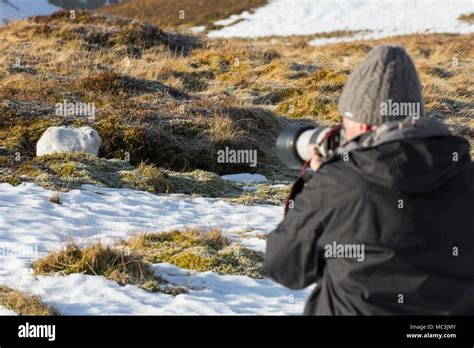 Scottish wildlife photography hi-res stock photography and images - Alamy