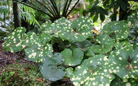 Farfugium Japonicum ‘Aureomaculata’ – One Earth Botanical