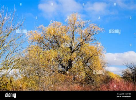 Yellow willow leaves. Willow tree in autumn Stock Photo - Alamy