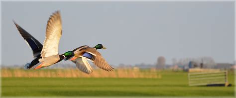 Flying Ducks Free Stock Photo - Public Domain Pictures