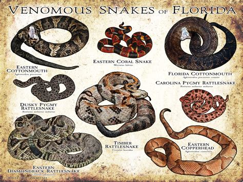 Venomous Snakes of North Carolina Poster Print