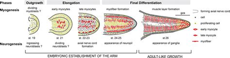 Schematic summary of the main events during the embryonic formation of ...