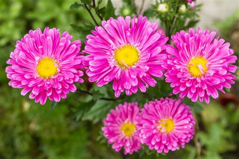 A List of Perennial Flowers That Bloom All Summer (With Pictures) - Gardenerdy