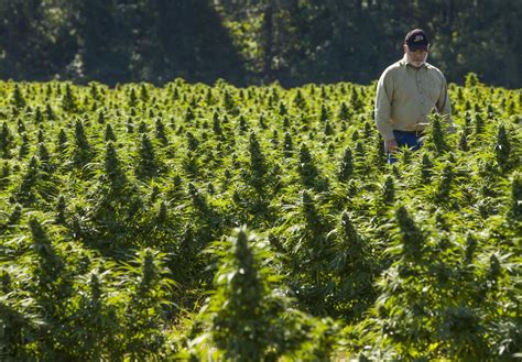 Hemp Farming – What You Need to Know?