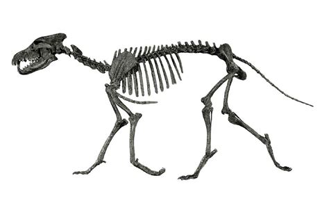 Prehistoric Dire Wolf Skeleton Photograph by Science Source | Pixels