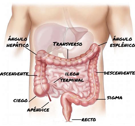 Colonoscopia, ¿en qué consiste? - Digestivo Saludable