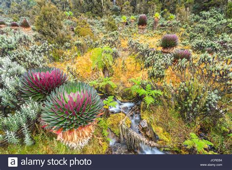 Giant Lobelia Lobelia Deckenii In Stock Photos & Giant Lobelia Lobelia Deckenii In Stock Images ...