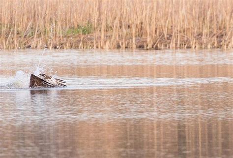 Osprey Diving Demo | Blog and News | Notes from the Editor