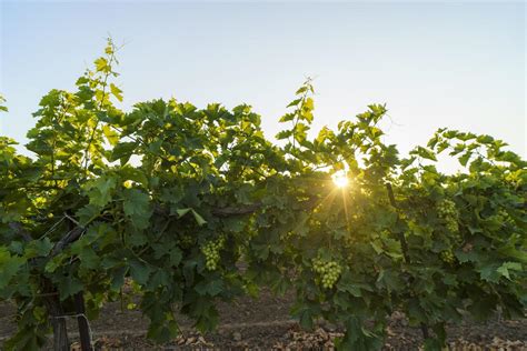 White wine grapes in vineyard on day time. 10617564 Stock Photo at Vecteezy