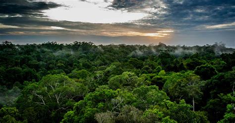 Biodiversità in Amazzonia. Le restrizioni anti-covid limitano il lavoro sul campo degli studiosi ...