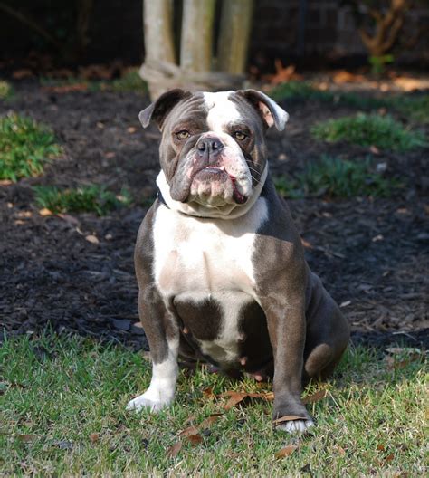 Olde English Bulldogge Puppy Colors | Olde South Bulldogges