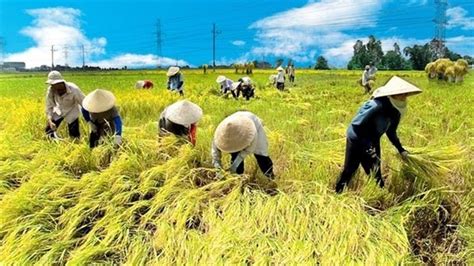 Vietnam agriculture set to be in world"s top 15 by 2030 | Vietnam Times