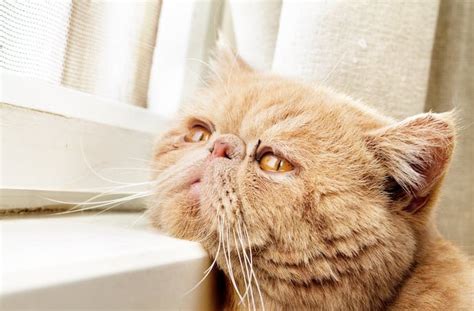 Depression in Cats: Understand the Signs, Causes, and Treatment