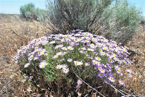 Ecosystem Restoration | Habitat Restoration | EAS