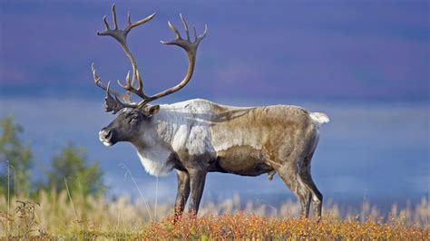 Animals, Wildlife conservation society, Caribou hunting