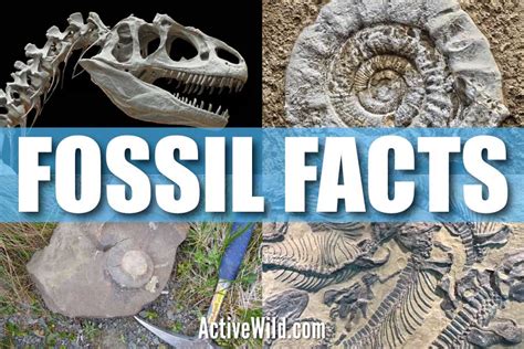 Dinosaur Fossils Facts