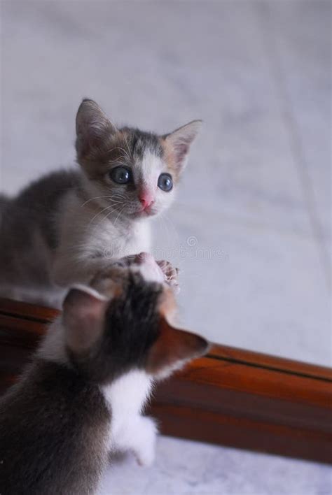 Cute Baby Kitten Playing with Mirror Stock Image - Image of baby, kitten: 8778325