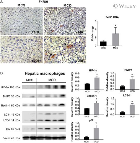 F4/80 Antibody (MA1-91124)