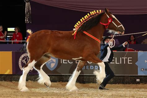 Whitakers' St Giles Morgana takes Shire Horse of the Year Champion at ...