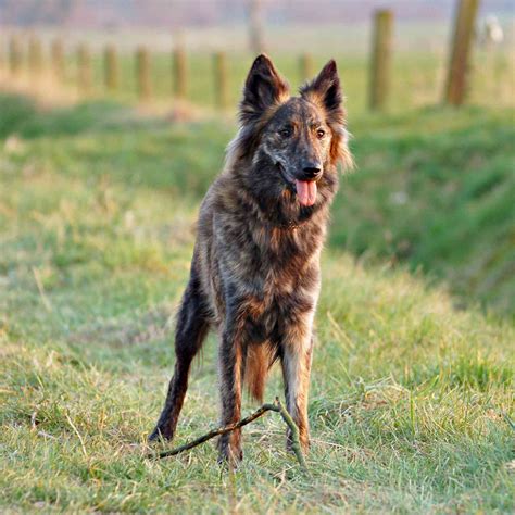 15 Dogs That Look Like German Shepherds