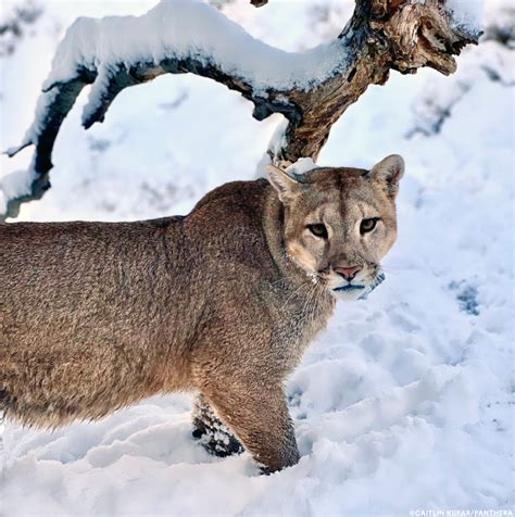 A Turning Point for Chilean Puma Conservation | Panthera