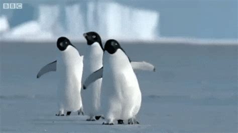 Waddle Waddle Waddle GIFs - Find & Share on GIPHY