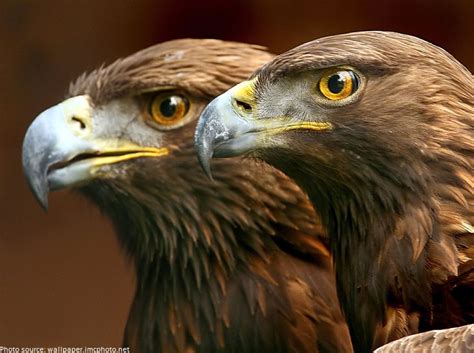 Interesting facts about golden eagles | Just Fun Facts