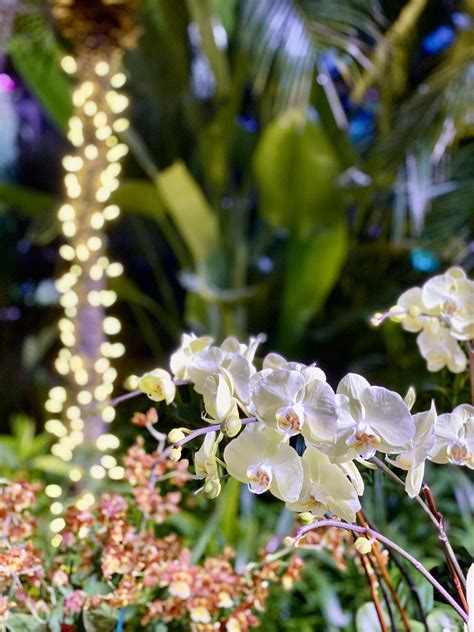 Brilliance: The Orchid Show at the Chicago Botanic Garden - My Petite Joys