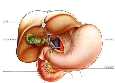 GallBladder Function - Santa Monica, CA & Encino, CA