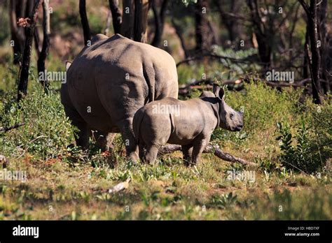 White Rhinoceros with a Baby Stock Photo - Alamy