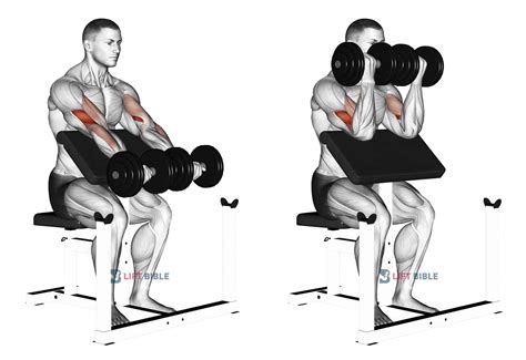 Preacher curl machine - wordshac