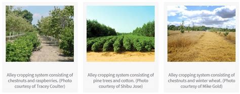 Alley cropping definition, objectives, and benefits - Basic Agricultural Study