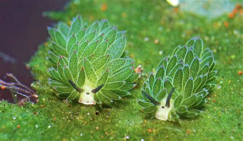 🔥 The leaf sheep sea slug, the only animal that can photosynthesize 🔥 ...