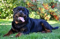 blockhead rottweiler - Google Search | Dogs | Pinterest | Rottweilers and Search