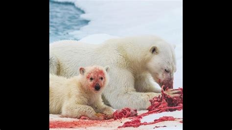 Polar Bear On The Hunt And Eating A Seal Alive...! Documentary - YouTube