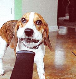 Funny Dog GIFs - Find & Share on GIPHY