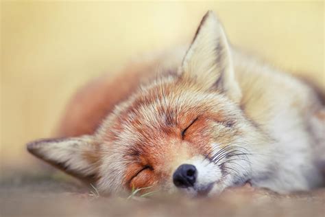 Lazy Fox Series - Sleepiest Fox Photograph by Roeselien Raimond - Fine ...