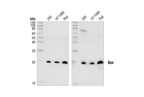 Bax Antibody | Cell Signaling Technology