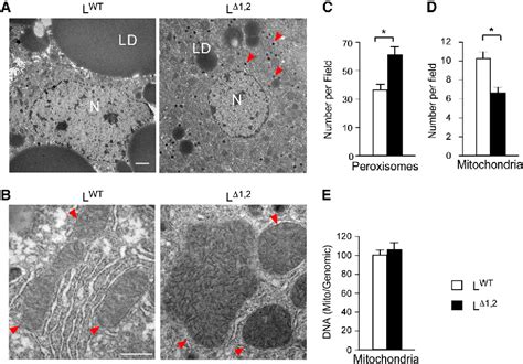 Figure 4 from The PPARα-FGF21 hormone axis contributes to metabolic regulation by the hepatic ...