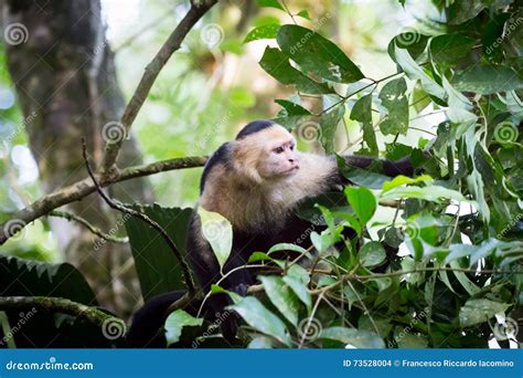 White Faced Monkeys in Costa Rica Stock Photo - Image of central, park ...