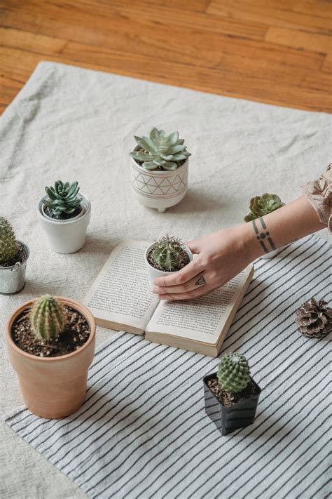 Person Holding Green Succulent Plant · Free Stock Photo