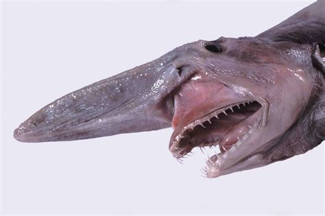 Goblin Shark Facts | IBTimes UK