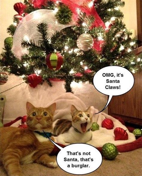 15 Funny Christmas Cats Photos | Kitty Bloger