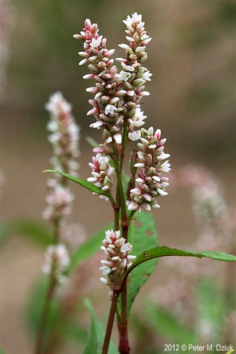 Persicaria maculosa (Lady's-thumb): Minnesota Wildflowers