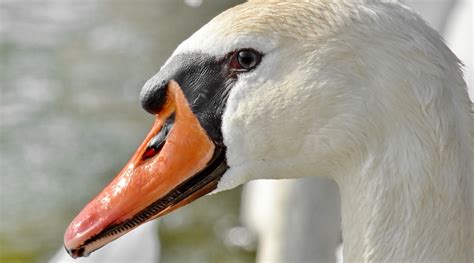 Free picture: beak, eye, portrait, purity, swan, bird, waterfowl ...