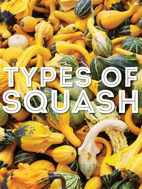 50 Types of Squash From A to Z (With Photos!) | Live Eat Learn